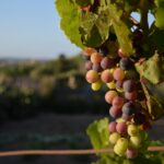 Vendemmia in Abruzzo settembre 900