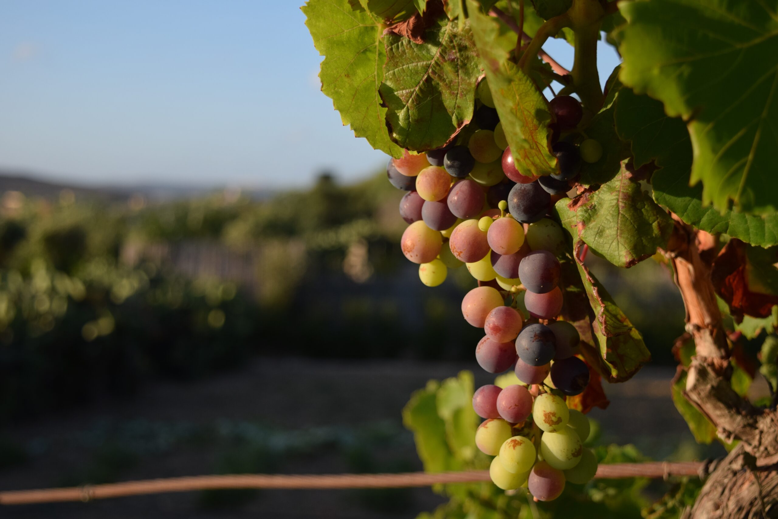 Vendemmia in Abruzzo settembre 900